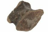 3.75" Fossil Hadrosaur Phalange Bone on Metal Stand - Montana - #196702-2